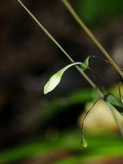 Arthropodium candidum