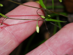 Arthropodium candidum