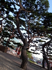 Pinus