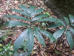 Asterostigma
