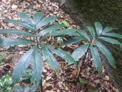 Asterostigma