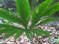 Asterostigma