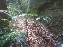 Asterostigma