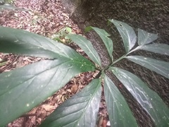 Asterostigma