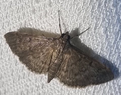 Herpetogramma licarsisalis