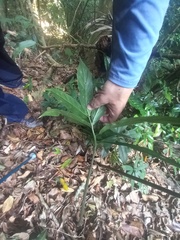 Asterostigma