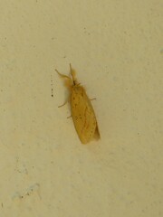 Lymantriinae