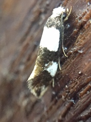 Monopis icterogastra