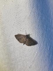 Herpetogramma licarsisalis