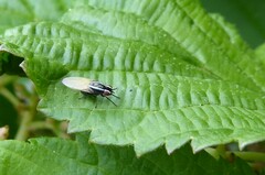 Poecilohetaerella dubiosa