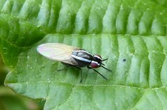 Poecilohetaerella dubiosa