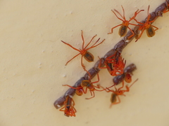 Coreoidea
