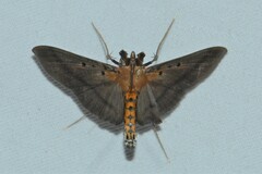 Filodes fulvidorsalis