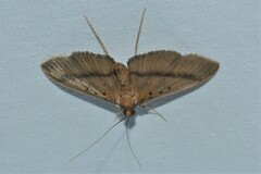 Filodes fulvidorsalis