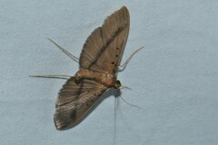 Filodes fulvidorsalis