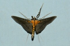 Filodes fulvidorsalis