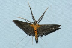 Filodes fulvidorsalis