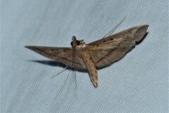 Filodes fulvidorsalis