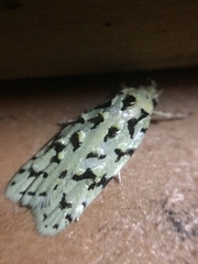 Izatha peroneanella
