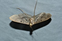 Filodes fulvidorsalis