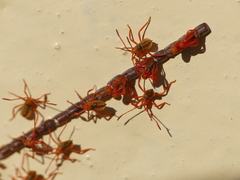 Coreoidea