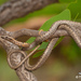 Hemirhagerrhis nototaenia - Photo (c) Tyrone Ping,  זכויות יוצרים חלקיות (CC BY-NC), הועלה על ידי Tyrone Ping