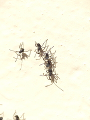 Coreoidea