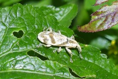 Gasteroclisus