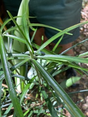 Atractocarpus chartaceus