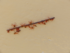 Coreoidea