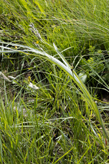 Hypoxis rigidula