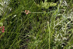 Indigastrum fastigiatum