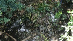 Acrostichum speciosum