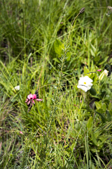 Indigofera rostrata
