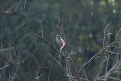 Aegithalos glaucogularis