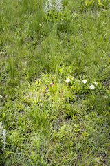 Indigofera rostrata
