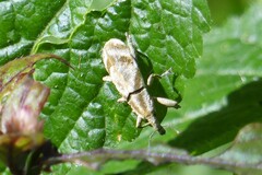 Gasteroclisus