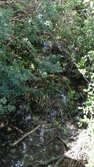 Acrostichum speciosum