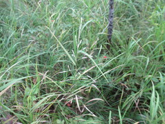Poa palustris