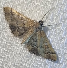 Nacoleia rhoeoalis