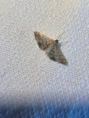 Nacoleia rhoeoalis
