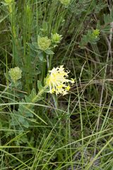 Lasiosiphon anthylloides