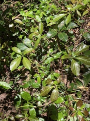 Cissus sterculiifolia