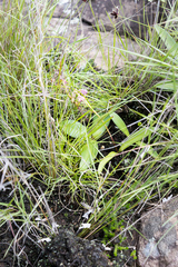 Ledebouria sandersonii