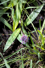 Ledebouria sandersonii