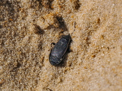 Pyrrhocoris marginatus