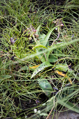 Ledebouria sandersonii