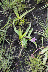 Ledebouria sandersonii