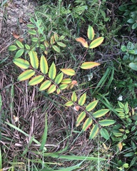 Rhus chinensis