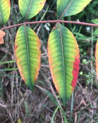Rhus chinensis